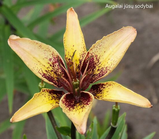 Lelija (Lilium) 'Tribal Dance'